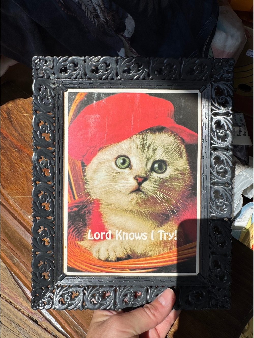 VINTAGE WHITE CAT PICTURE WITH PLASTIC FRAME LORD KNOWS I TRY FUNNY COTTAGECORE